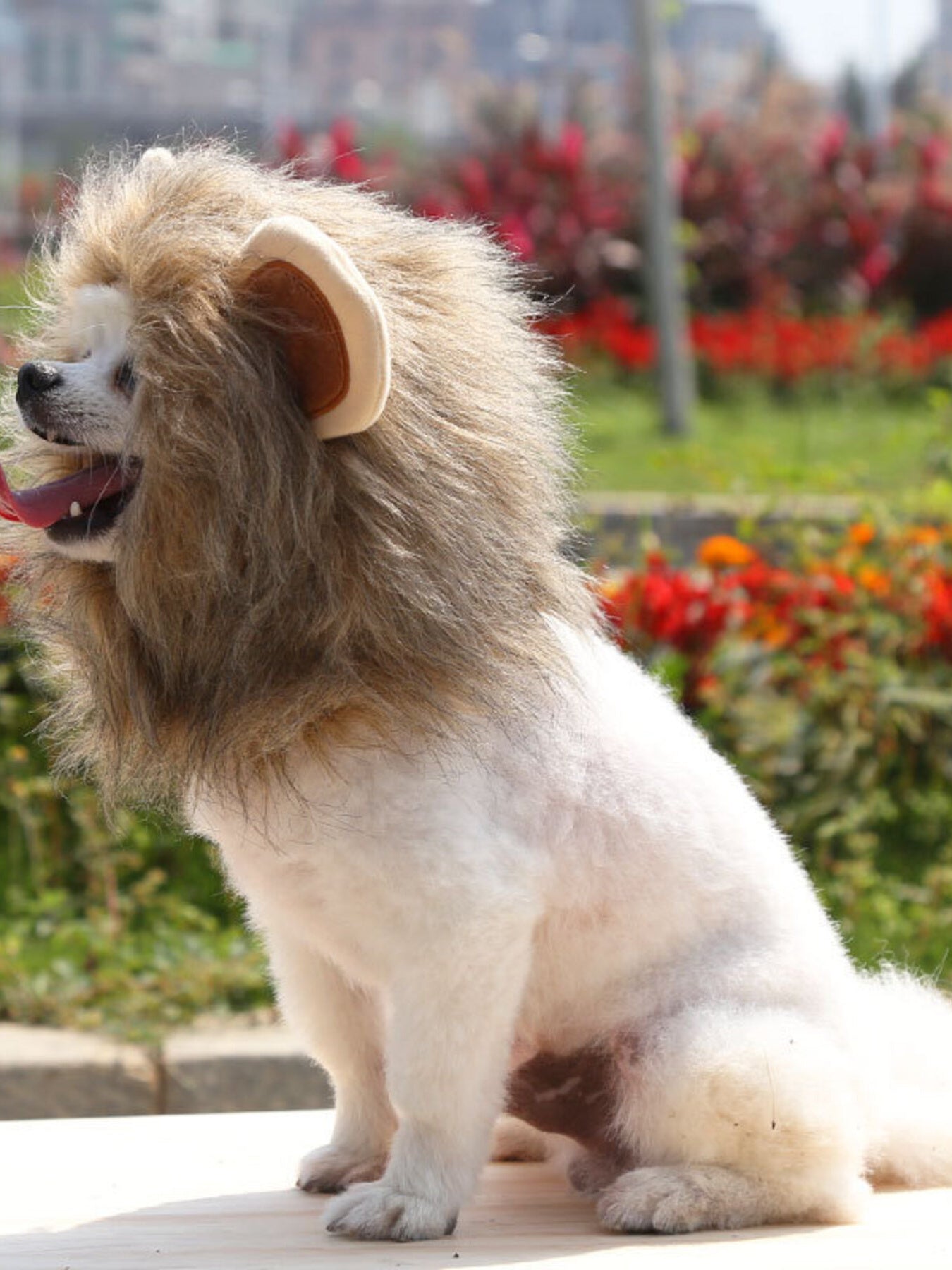 Lion Mane Pet Headwear