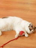 Interactive Ball Cat Sound Toy with Rope