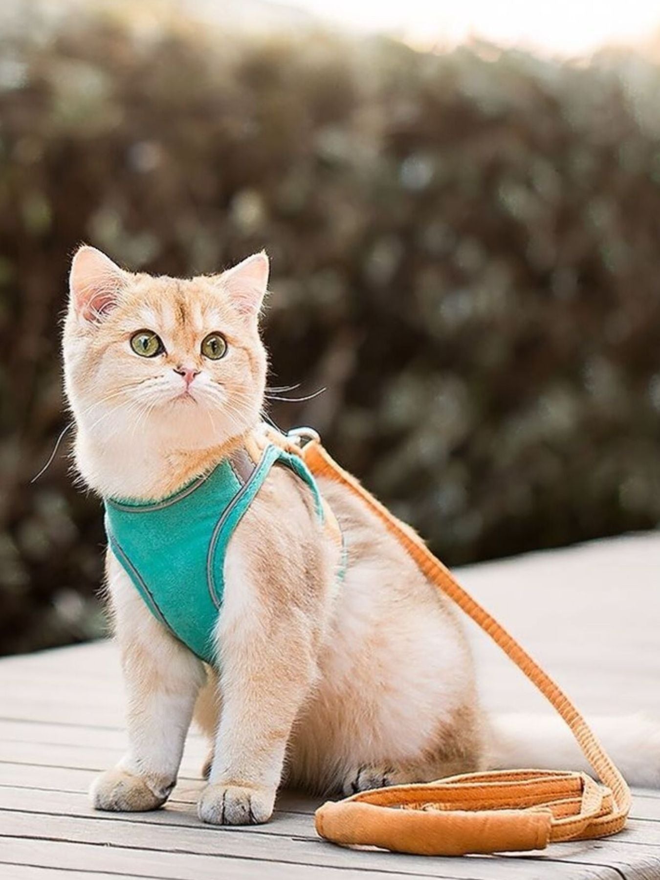 Escape-Proof Cat Harness and Leash Set