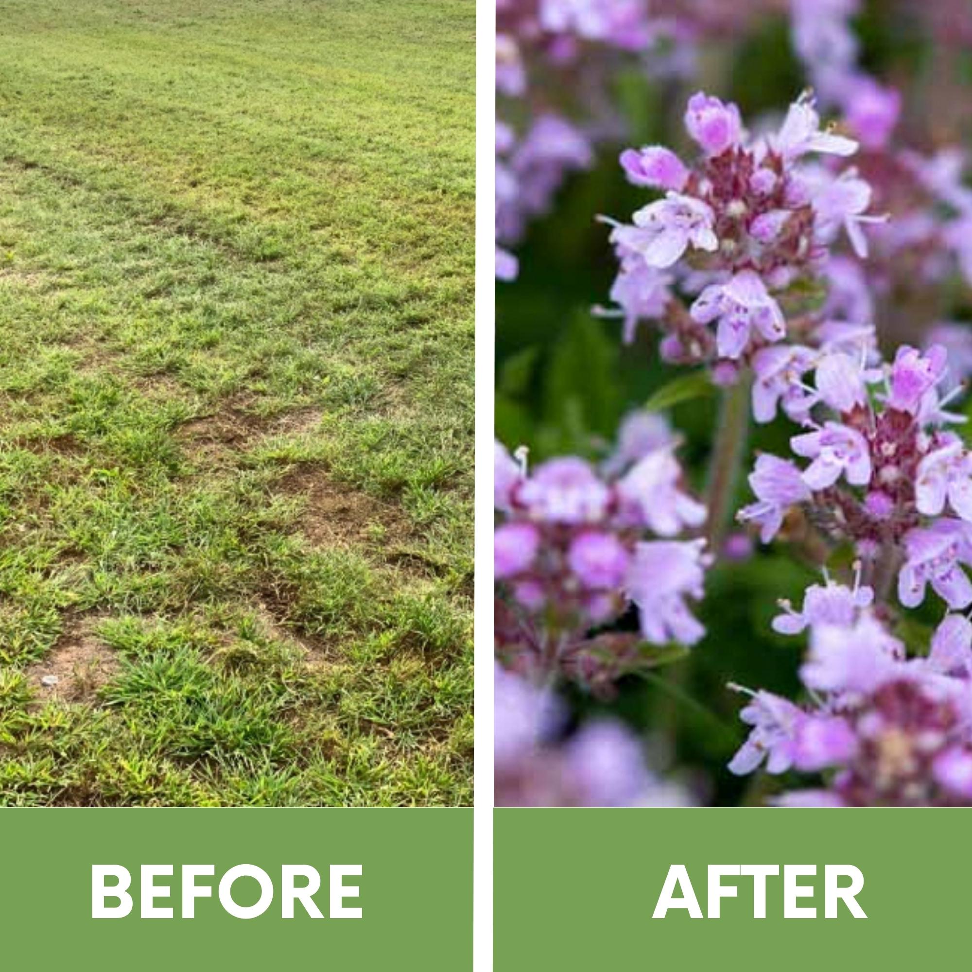 Creeping Thyme Easy Spread Shaker