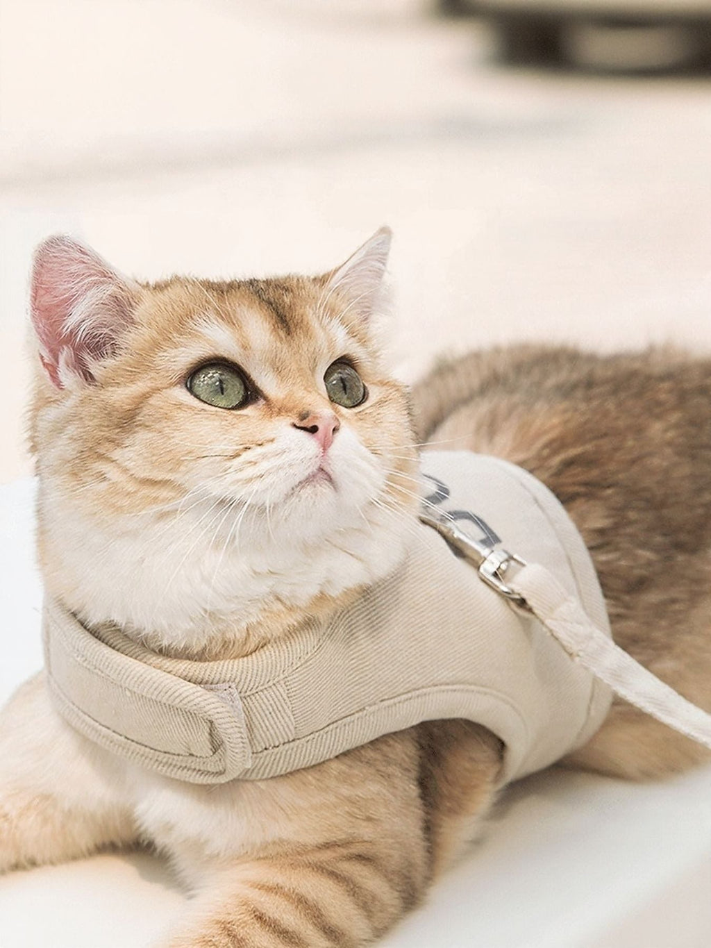 Breathable Pet Harness Leash Set
