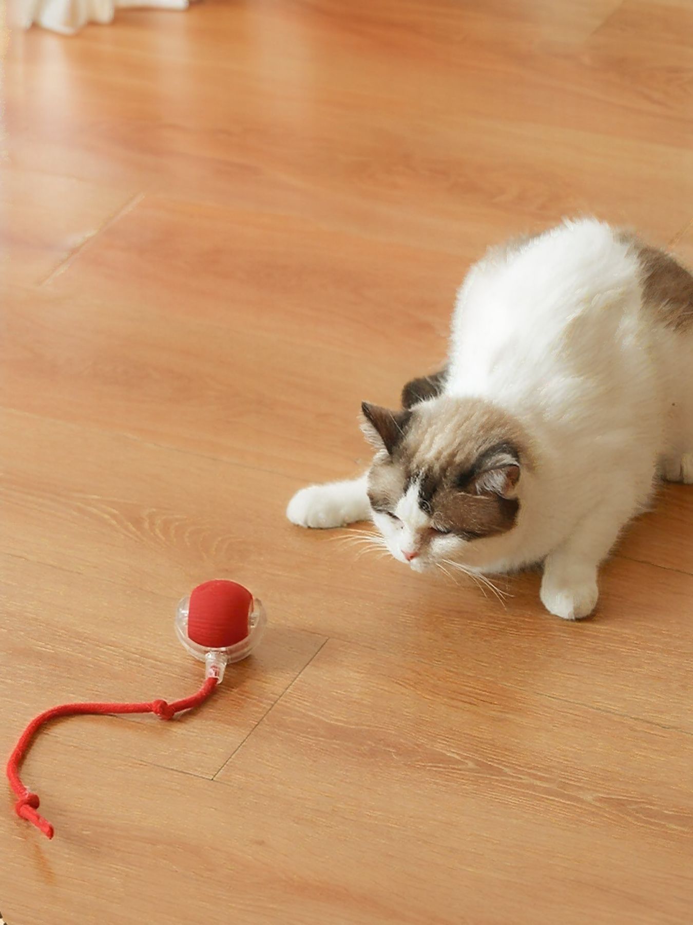 Interactive Ball Cat Sound Toy with Rope