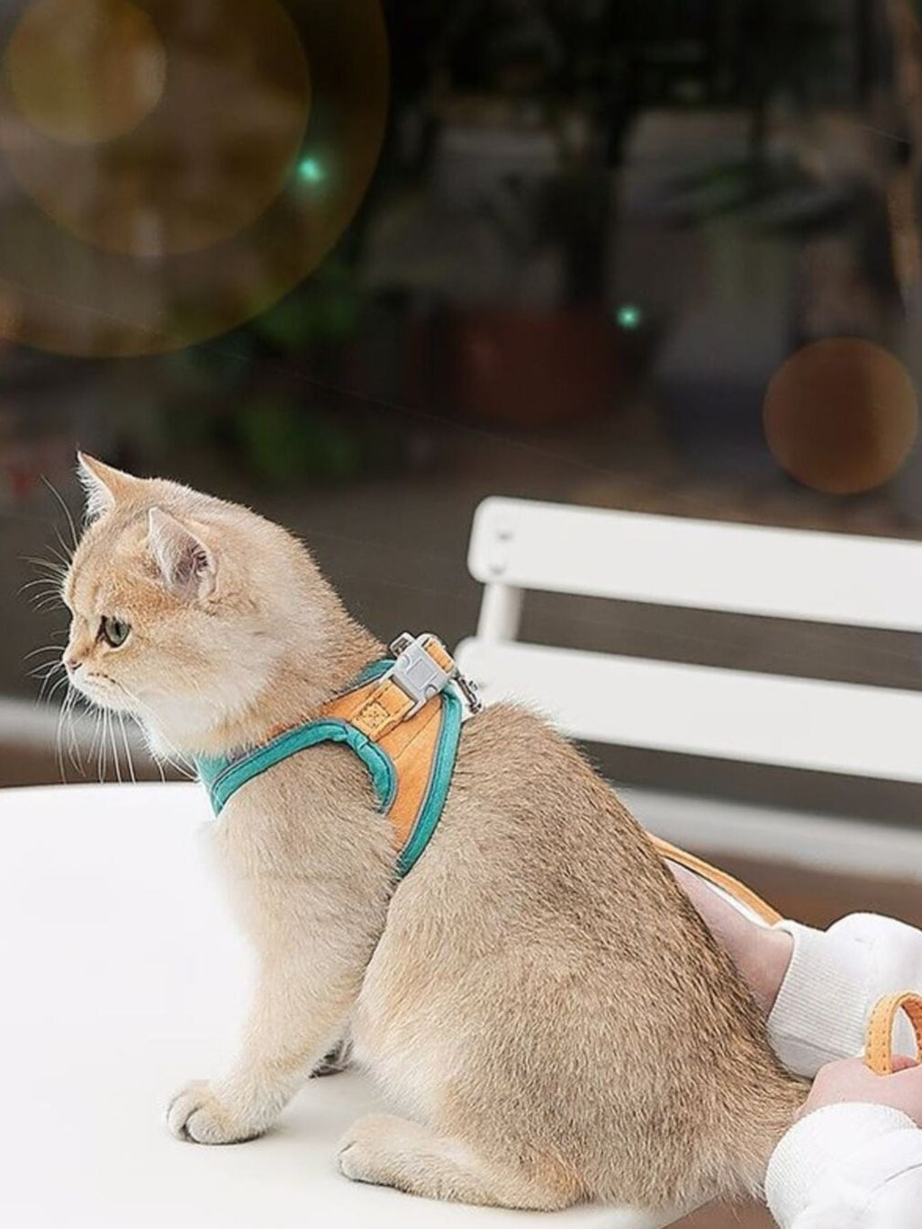 Escape-Proof Cat Harness and Leash Set