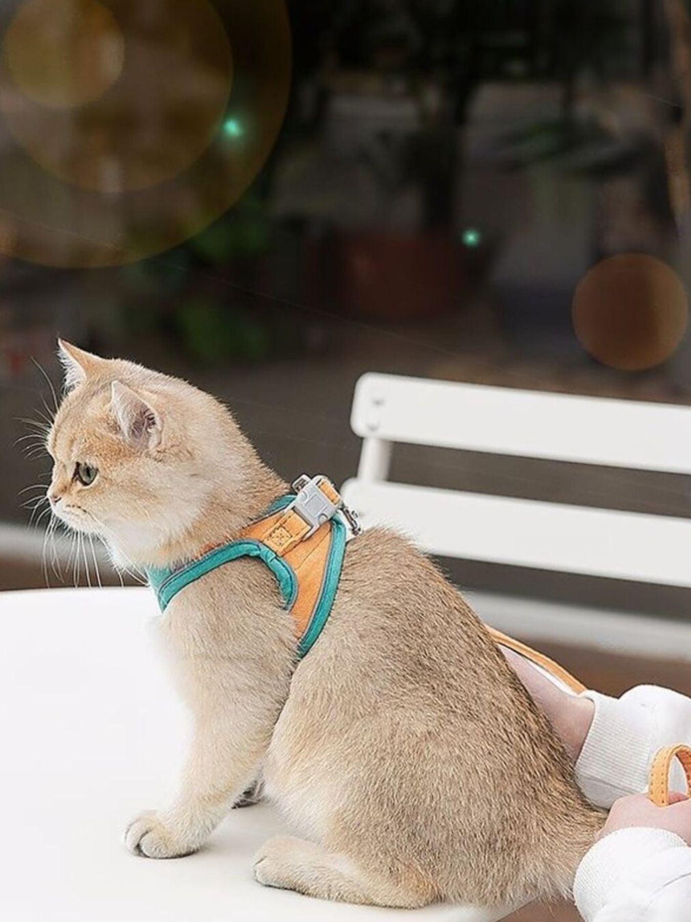 Escape-Proof Cat Harness and Leash Set