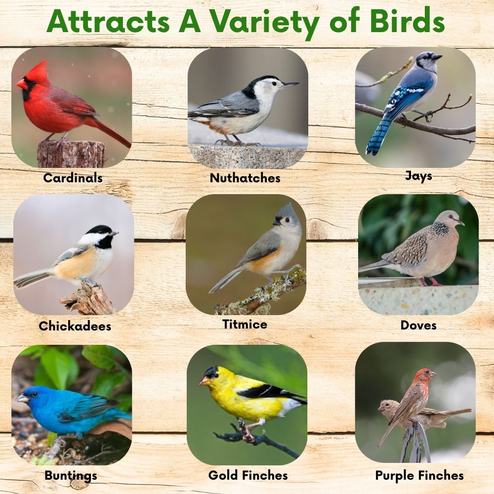 Pollinator & Wild Bird Seed Thick Bee Lawn Blend