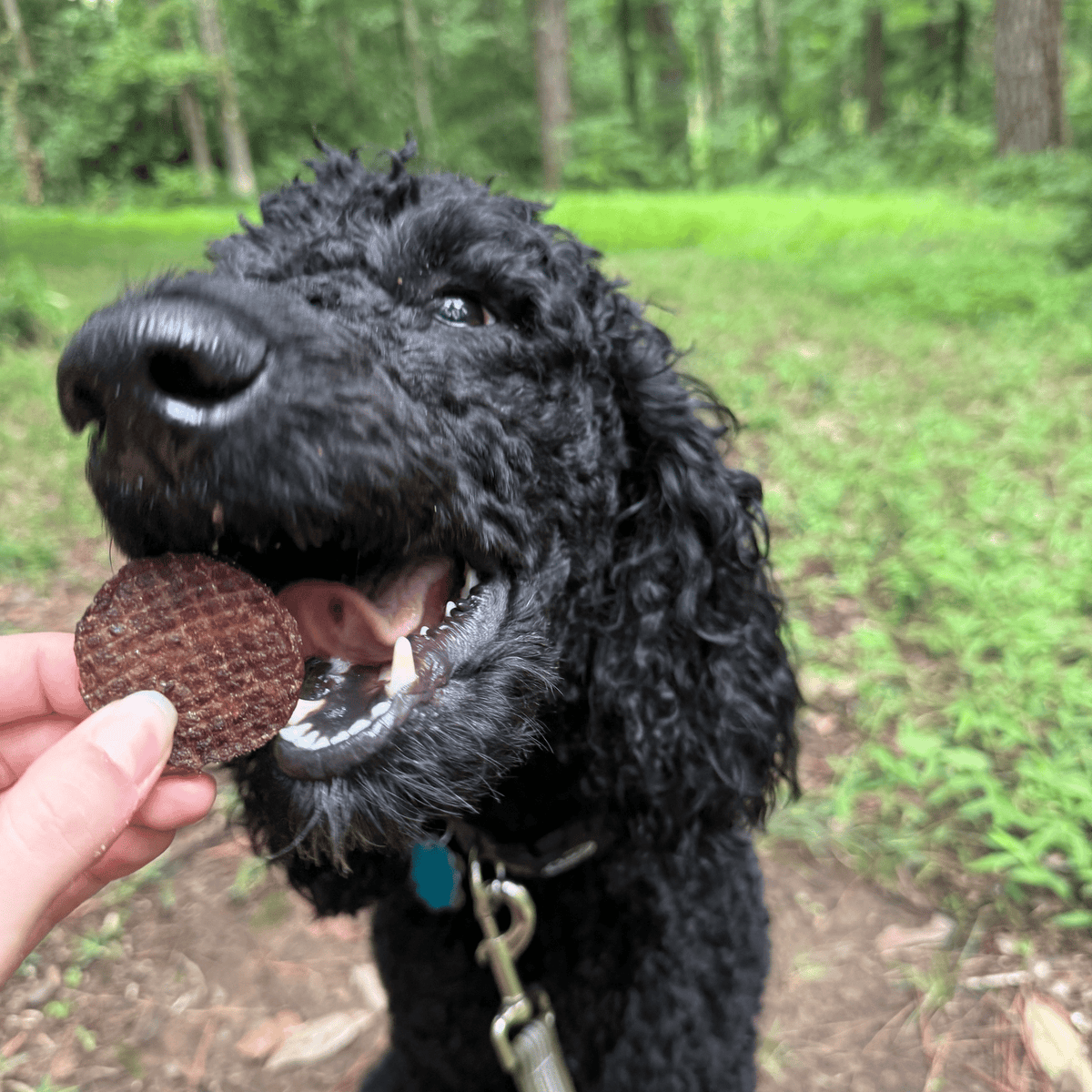 Beef Chips Dog Treats | Single-Ingredient Healthy Treats for Dogs