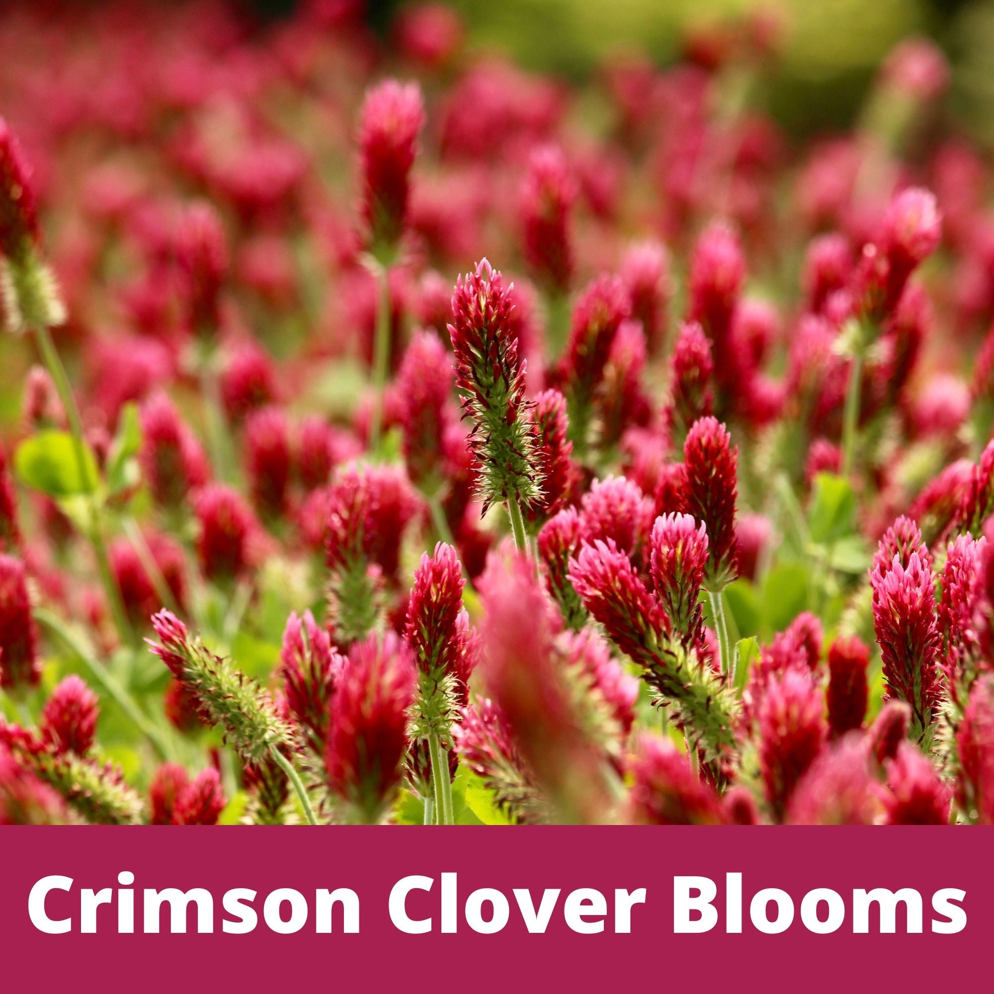 Crimson Clover Easy Spread Shaker