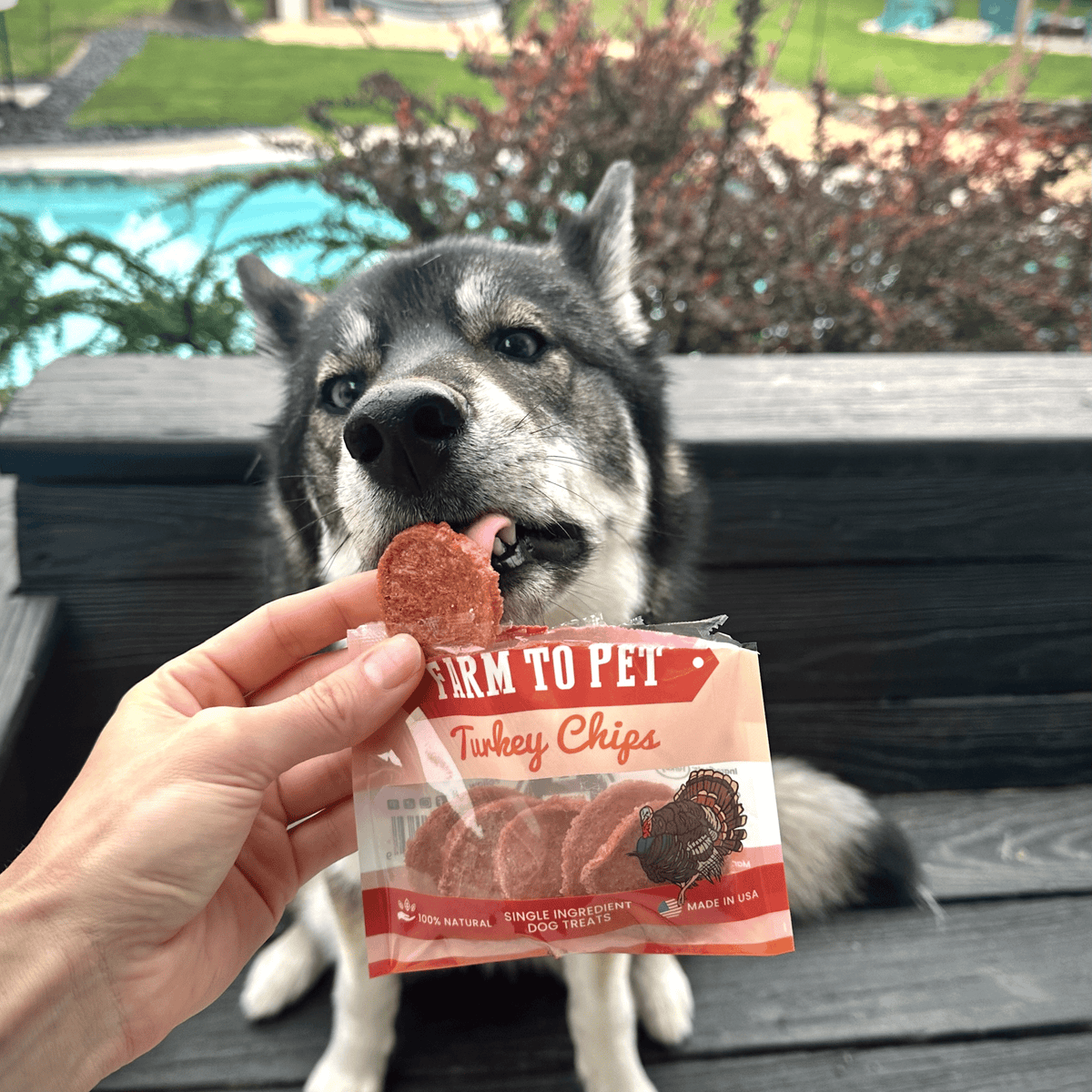 Turkey Chips Snack Pack Bundles | Low Allergen Treats for Training