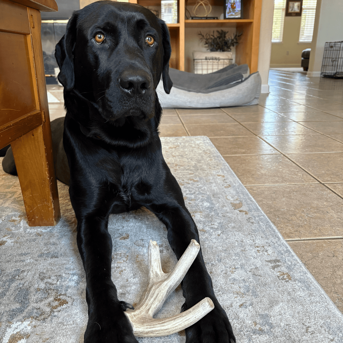 Deer Antler Dog Chews | Organic Chews for Dogs