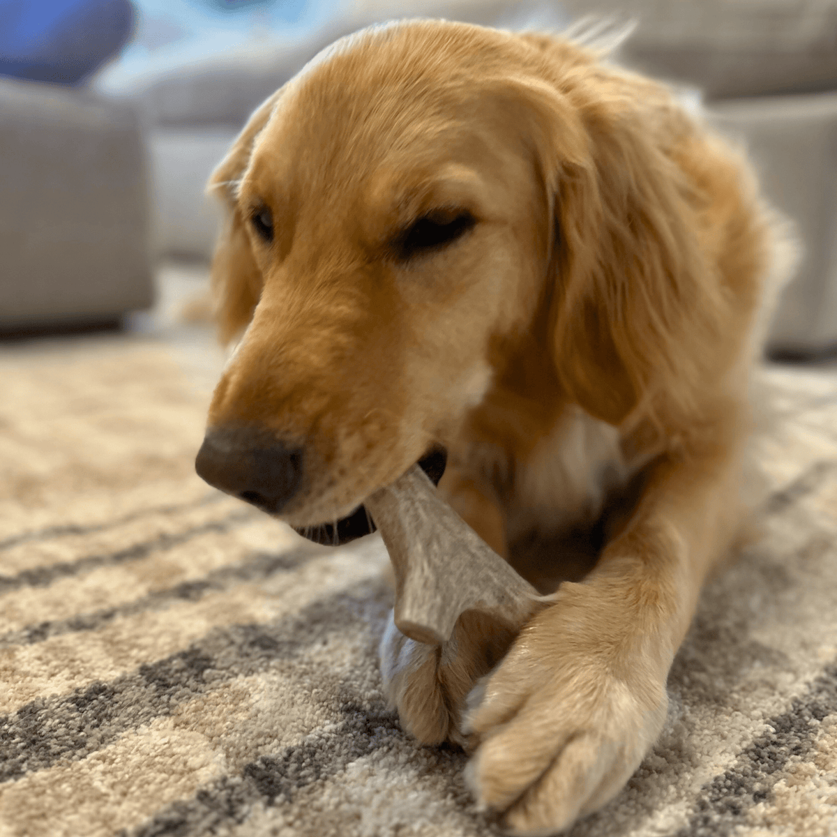 Deer Antler Dog Chews | Organic Chews for Dogs