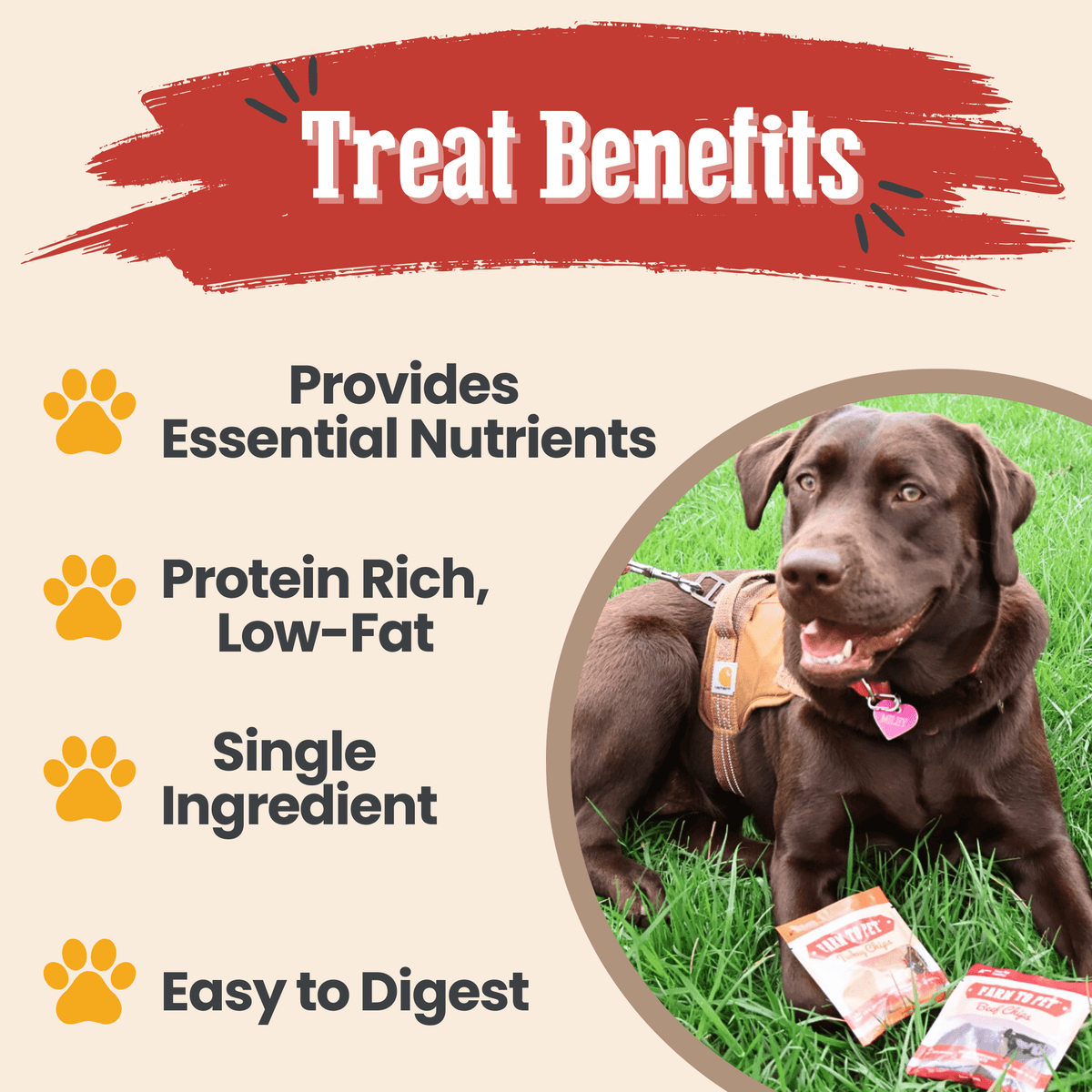 Snack Pack Dog Treat Sampler