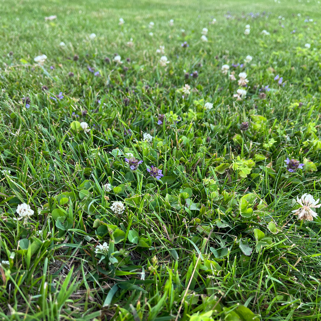 Bee Lawn Seed Kit - Easy Spread Shaker