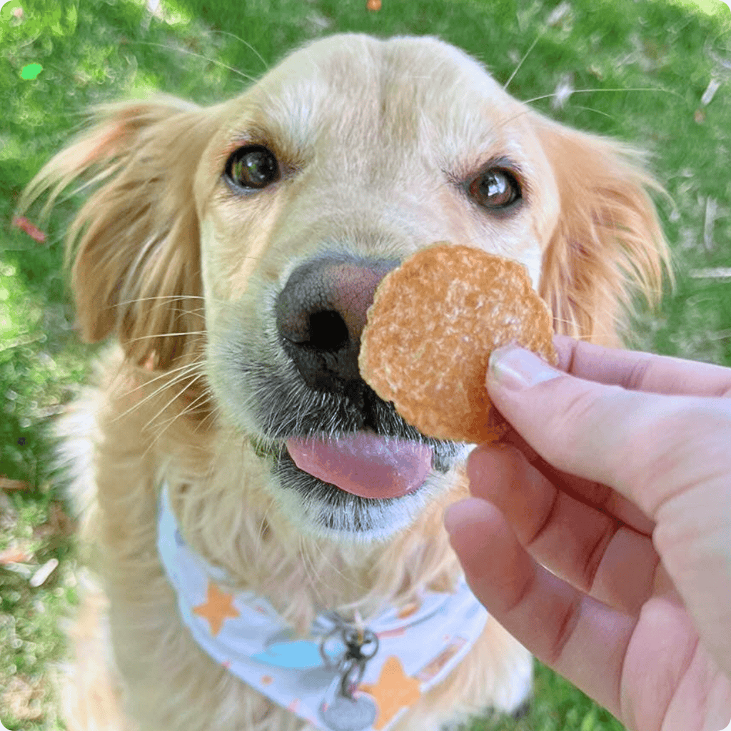 Chicken Chips for Dogs | All-Natural Single-Ingredient Dog Treats