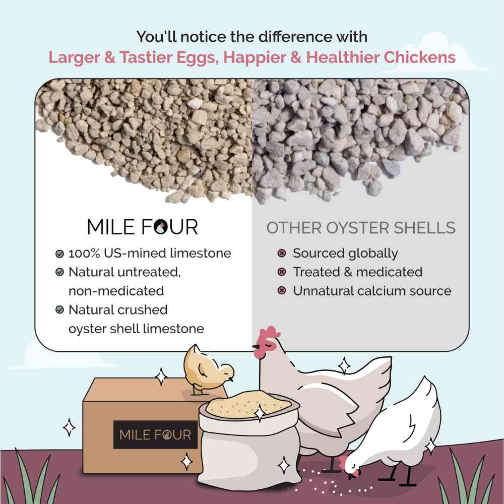 Oyster Shell