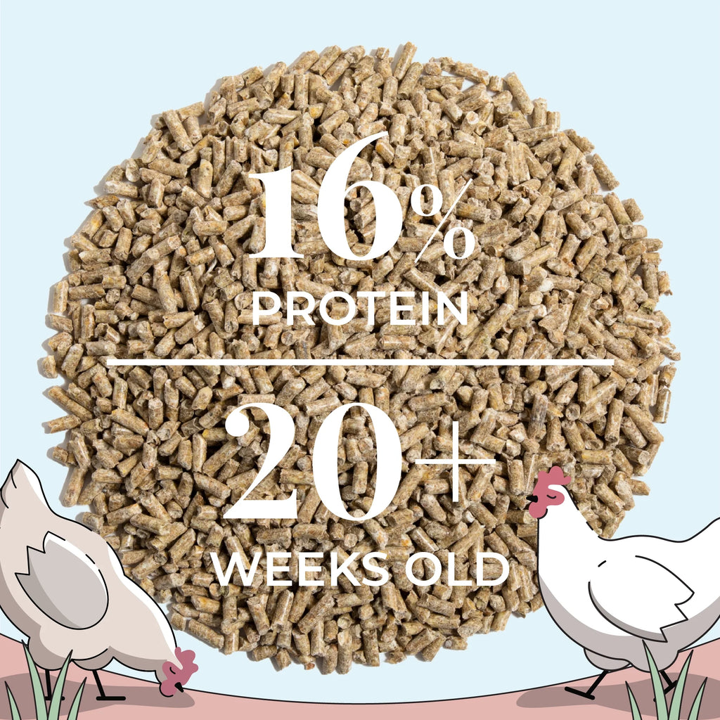 Layer Feed Kit | 1 Month of Organic Feed, Grit & Oyster Shell for 10 Layers