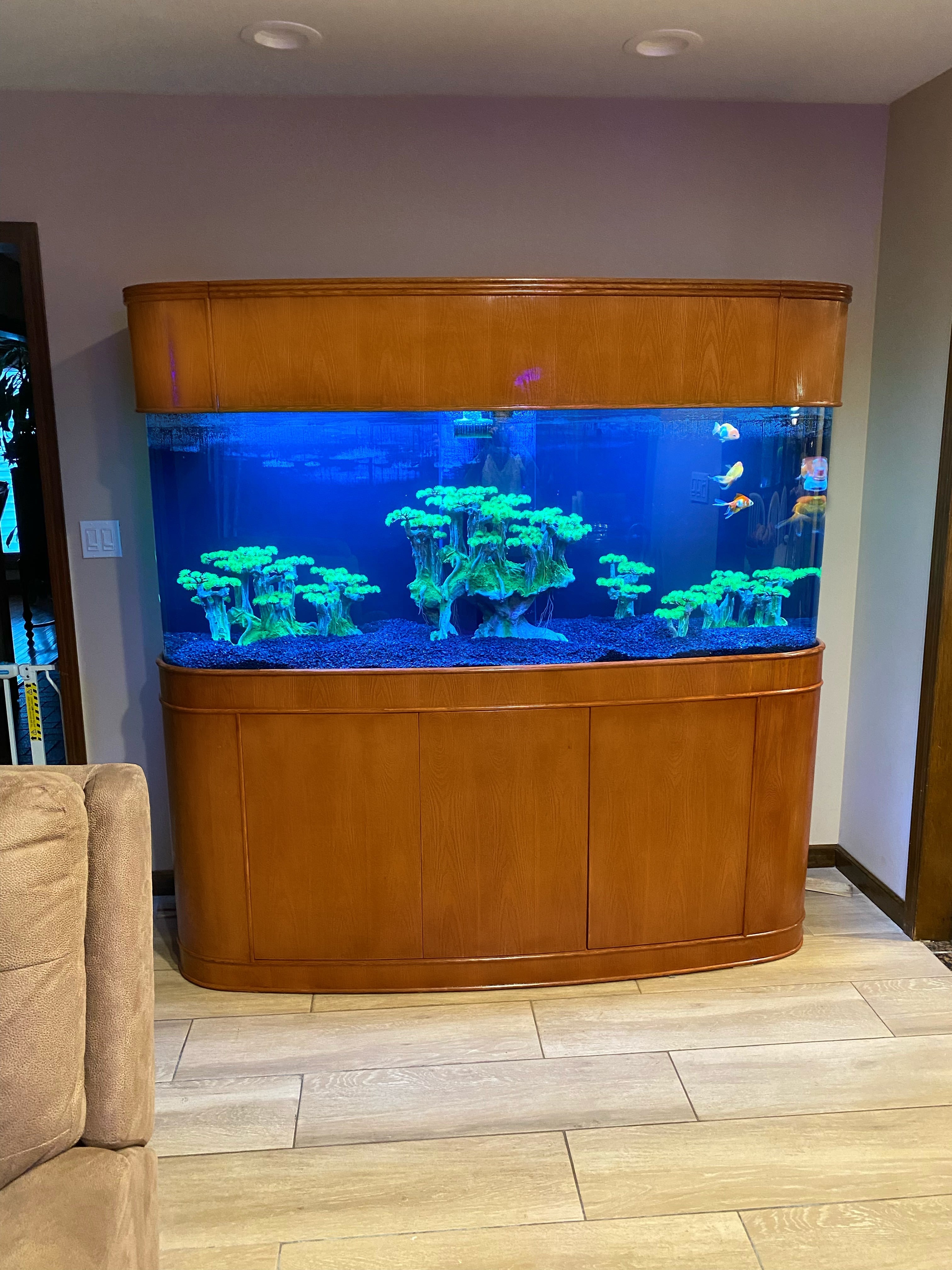MONSTER TANK! 380 Gallon Seamless Glass Bowfront Reef-Ready Aquarium in Premium Cherry Real Wood Furniture