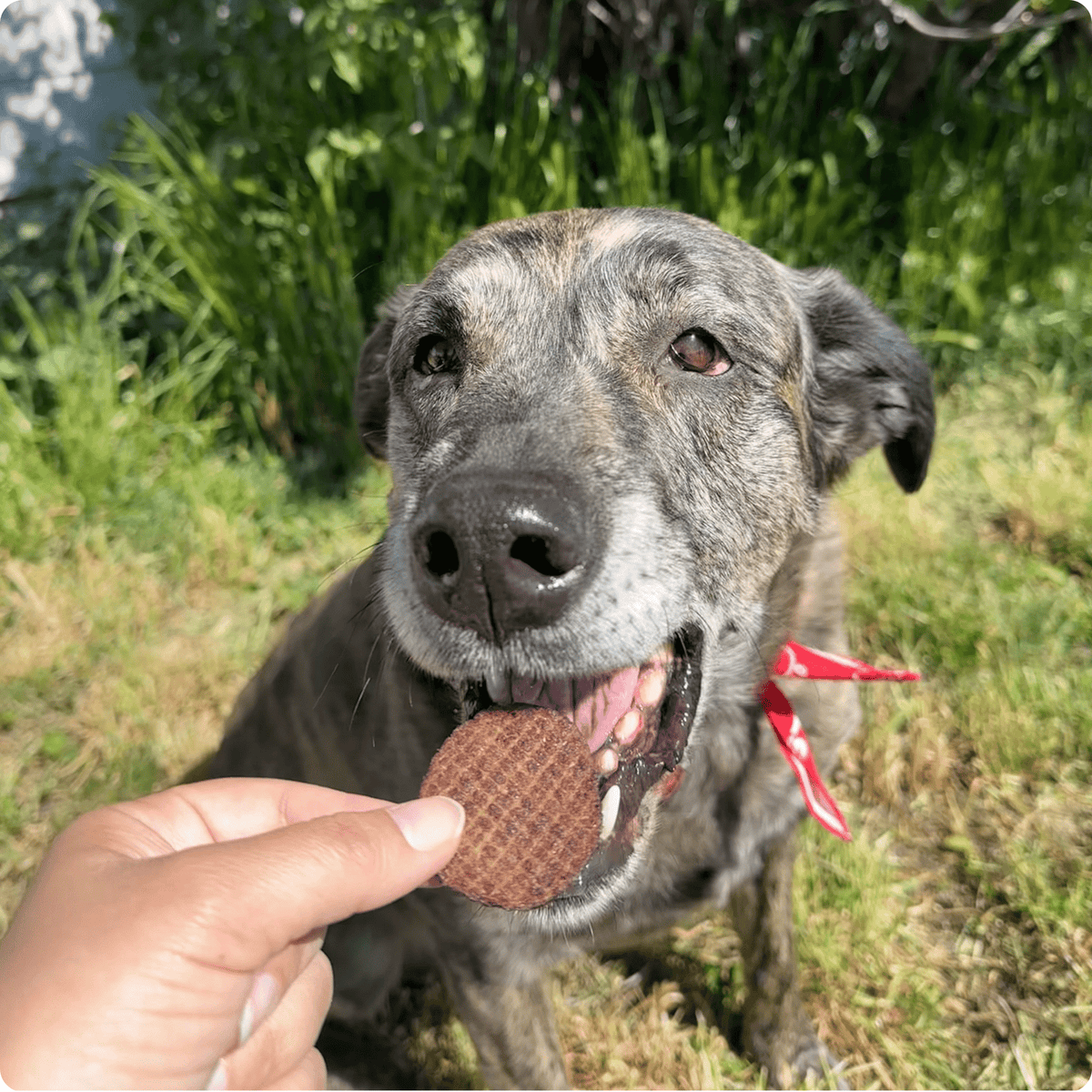 Beef Chips Dog Treats | Single-Ingredient Healthy Treats for Dogs